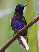 Velvet-purple Coronet