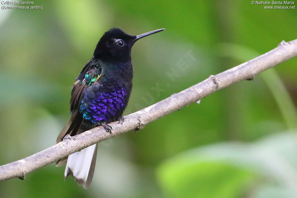 Velvet-purple Coronetadult, identification