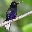 Colibri de Jardine