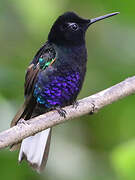 Velvet-purple Coronet