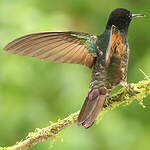 Colibri de Jardine