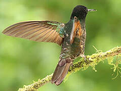 Velvet-purple Coronet