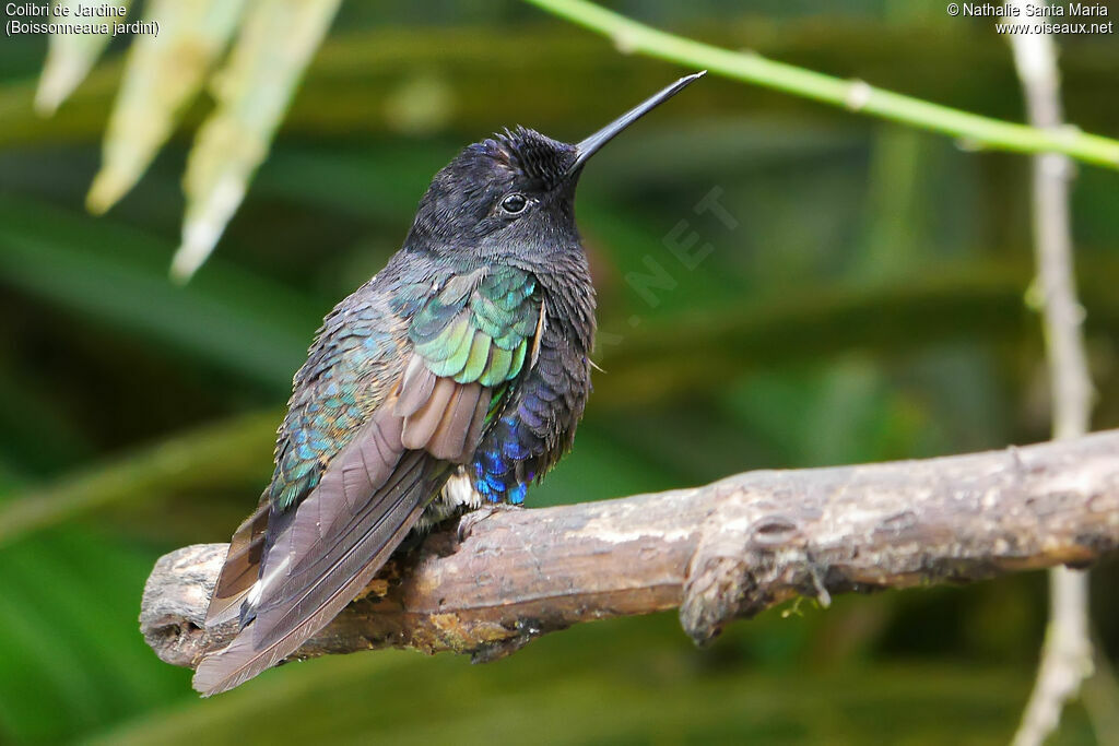 Colibri de Jardine, identification