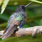 Colibri de Jardine