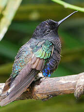 Colibri de Jardine