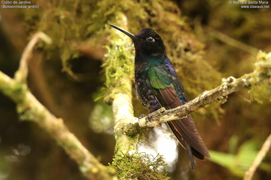 Colibri de Jardineimmature, identification