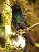 Velvet-purple Coronet