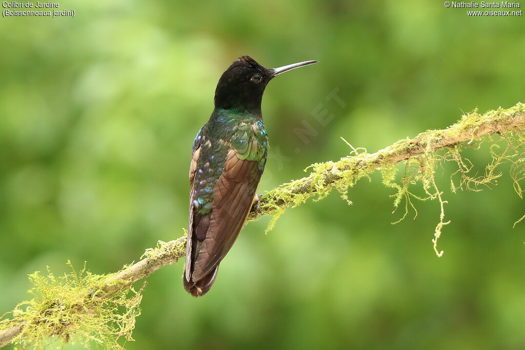 Colibri de Jardineadulte, identification