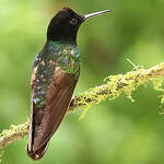 Colibri de Jardine