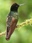 Velvet-purple Coronet