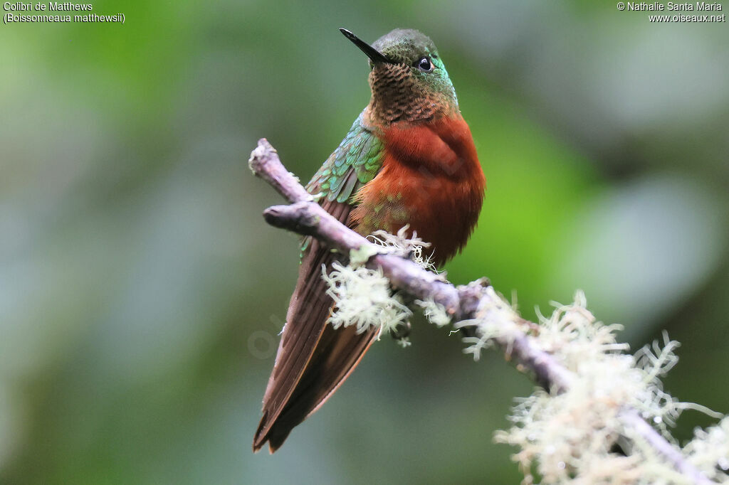 Colibri de Matthewsadulte, identification, pigmentation