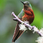 Colibri de Matthews