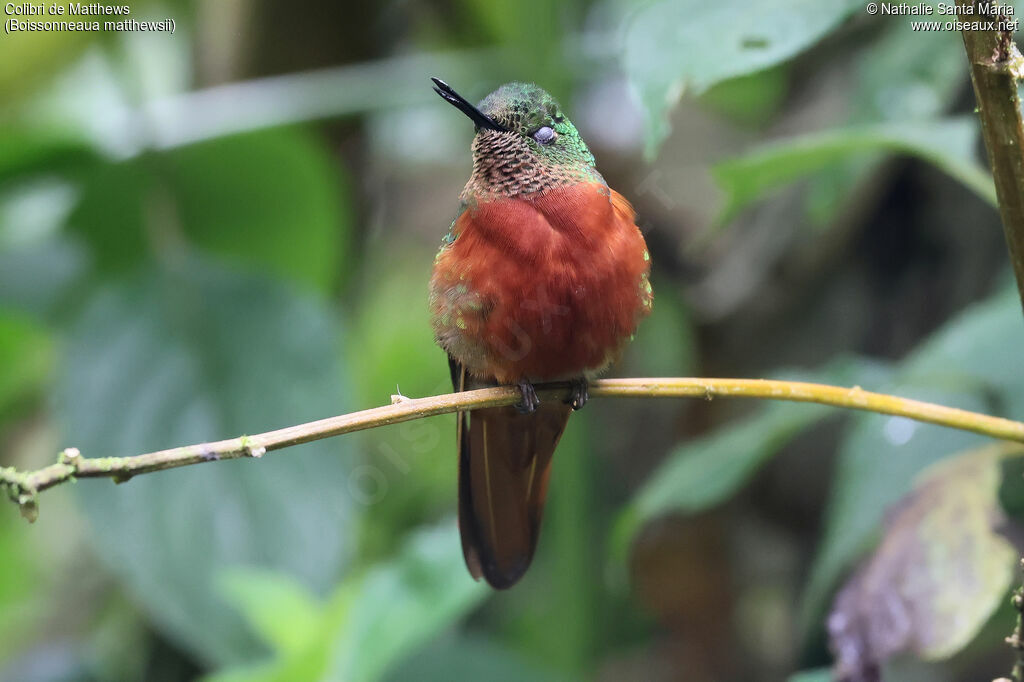 Colibri de Matthewsadulte, identification