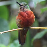 Colibri de Matthews
