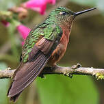 Colibri de Matthews