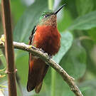 Colibri de Matthews