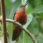 Colibri de Matthews