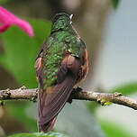 Colibri de Matthews