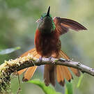 Colibri de Matthews