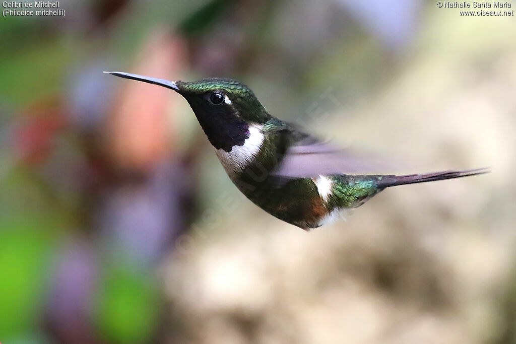 Purple-throated Woodstar male adult, identification