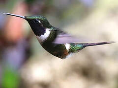 Purple-throated Woodstar