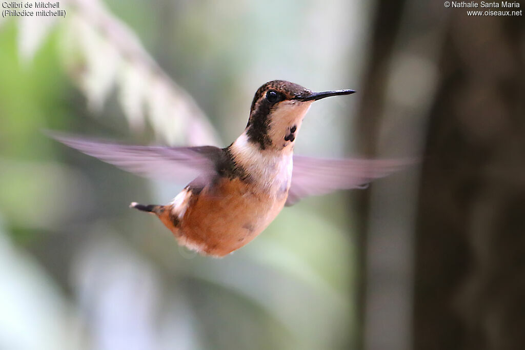 Purple-throated Woodstar female adult, identification