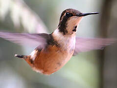 Purple-throated Woodstar