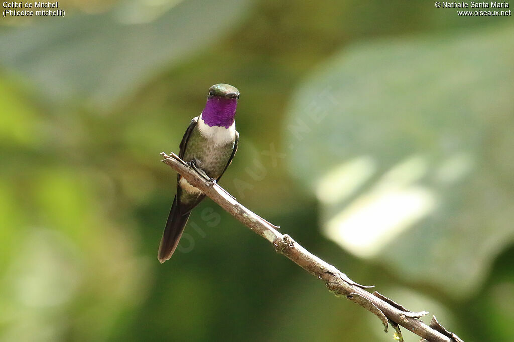 Purple-throated Woodstar male adult breeding, identification