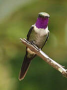 Purple-throated Woodstar