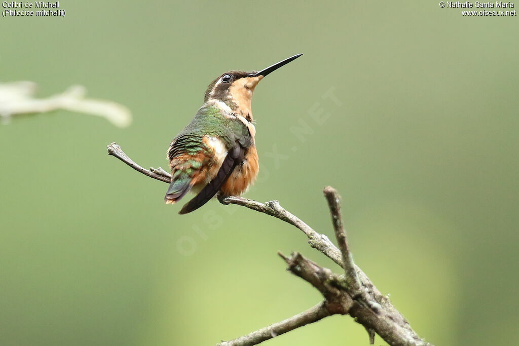 Colibri de Mitchell femelle adulte, identification