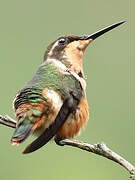 Purple-throated Woodstar