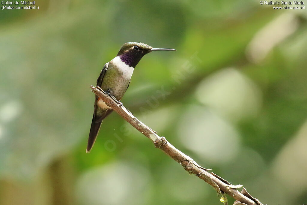 Purple-throated Woodstar male adult breeding, identification