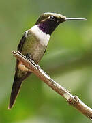 Purple-throated Woodstar