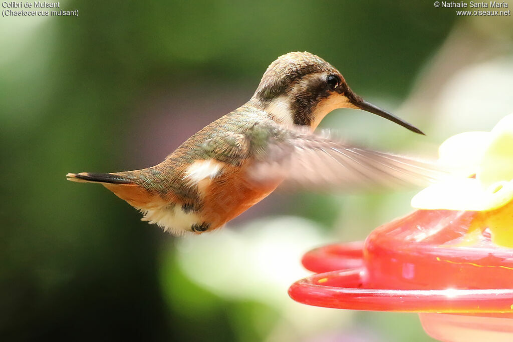 White-bellied Woodstar female adult, identification, eats