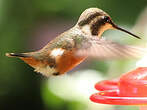 Colibri de Mulsant