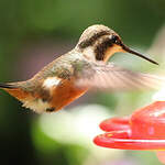 Colibri de Mulsant