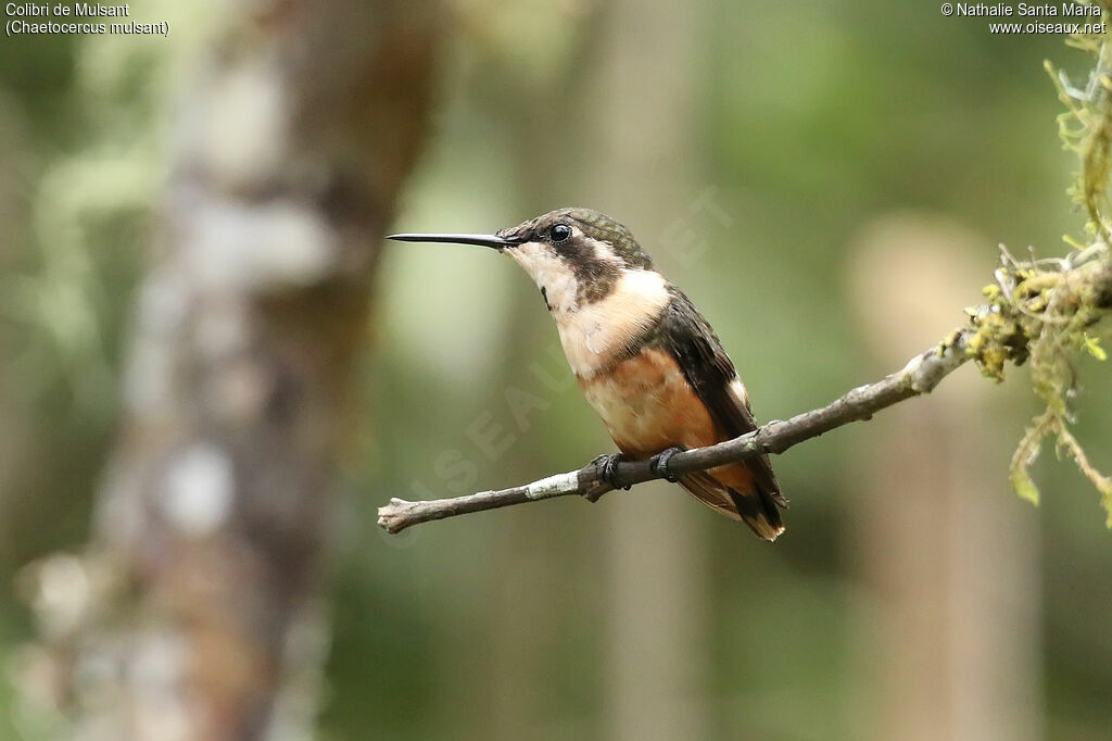 Colibri de Mulsant femelle adulte, identification