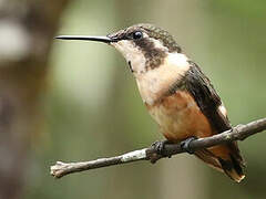 Colibri de Mulsant