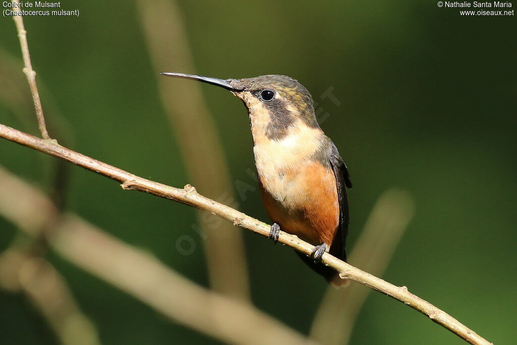 Colibri de Mulsant femelle adulte, identification