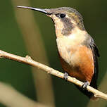 Colibri de Mulsant