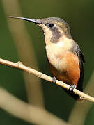 White-bellied Woodstar