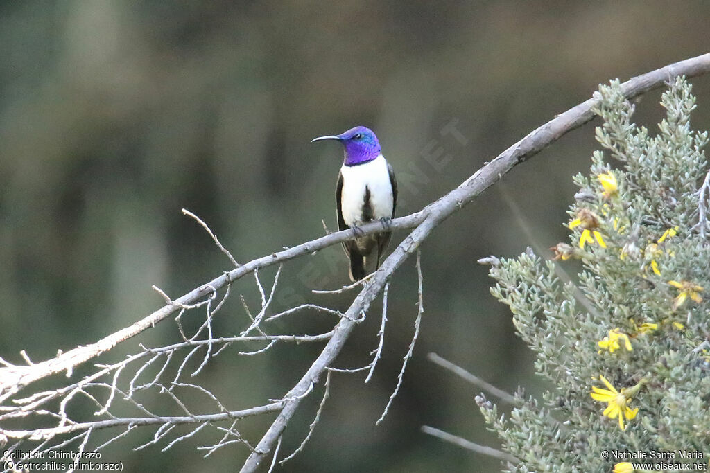 Colibri du Chimborazo mâle adulte, identification