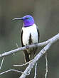 Colibri du Chimborazo