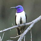 Colibri du Chimborazo