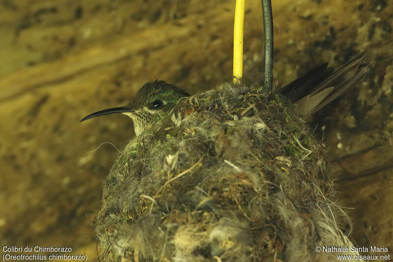 Ecuadorian Hillstar female adult, identification, Reproduction-nesting
