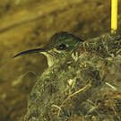 Colibri du Chimborazo