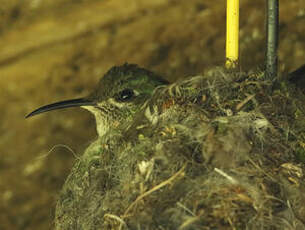 Colibri du Chimborazo