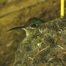 Colibri du Chimborazo