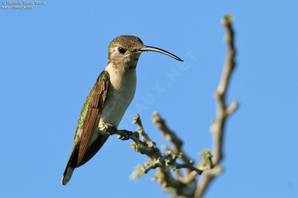 Colibri élise mâle immature, identification