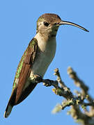 Mexican Sheartail